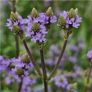 Verbena Macdougalii 'Lavender Spires'